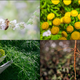 Clockwise from top left: pennyroyal, tansy, cotton root, ferula